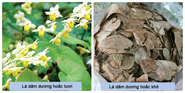 Dâm Dương Hoắc – Thảo dược tráng kiện dương khí