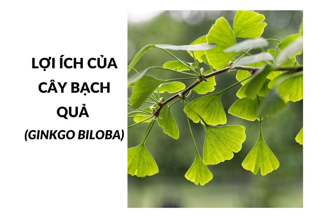 Bạch quả và những công dụng tuyệt vời đối với sức khỏe mỗi người
