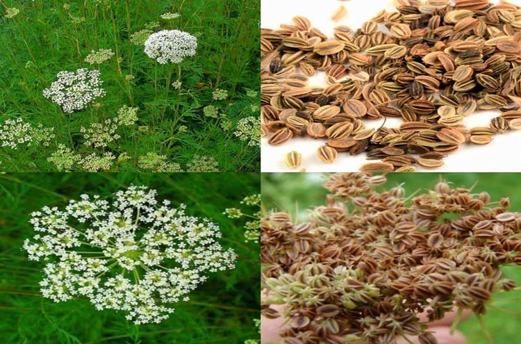 Xà sàng tử và tác dụng tuyệt vời đối với sức khỏe con người.