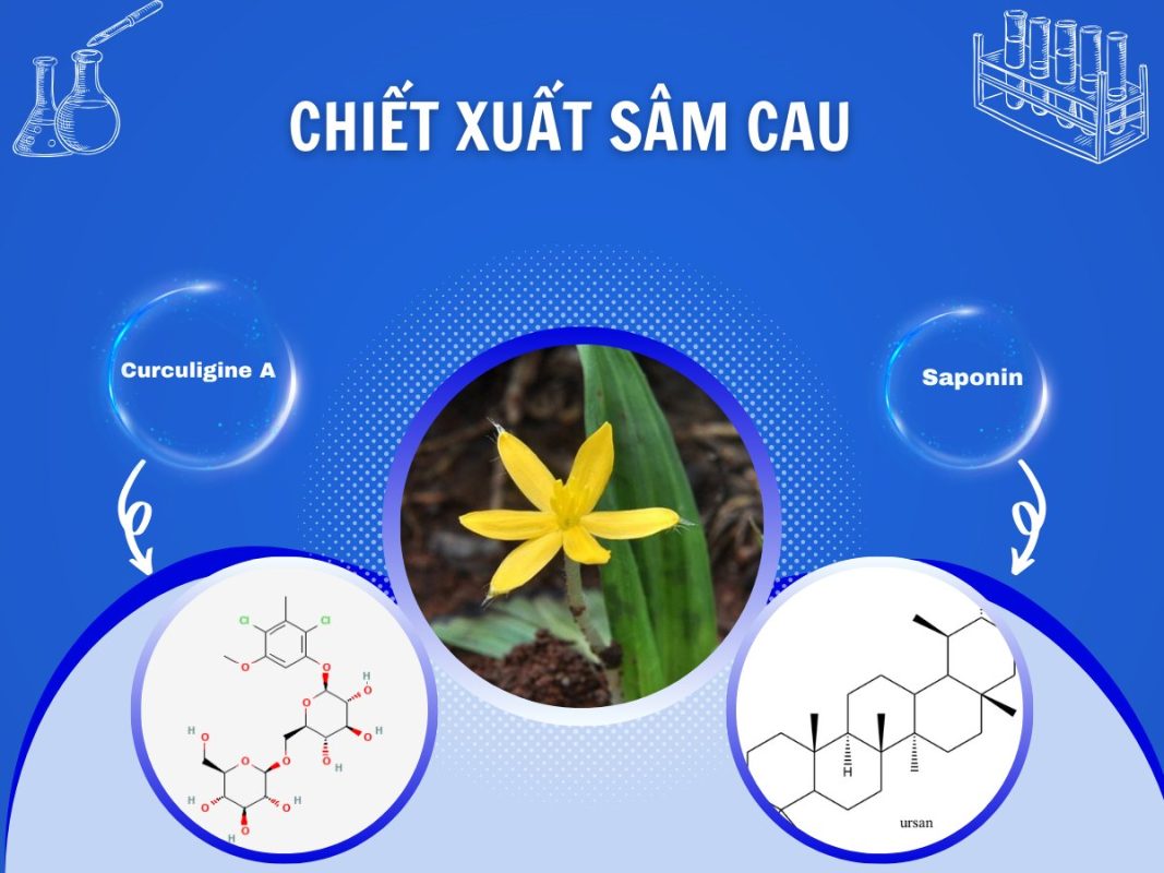 Sâm Cau – Xuân dược dành cho sinh lý phái mạnh